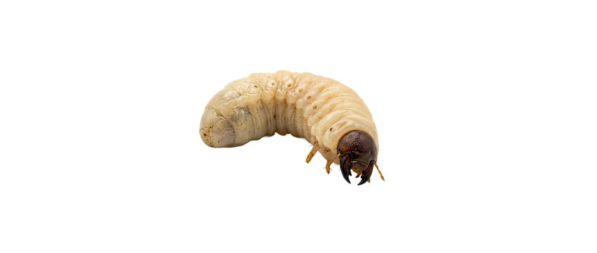 Large White Grub Insect Isolated On White