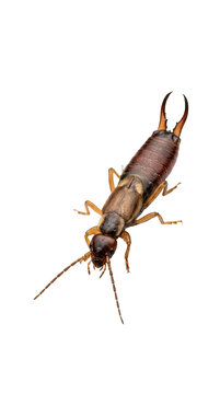 Close up macro shot of an earwig insect