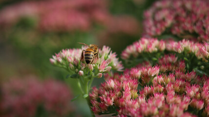 Biene auf Wildblume © Moritz