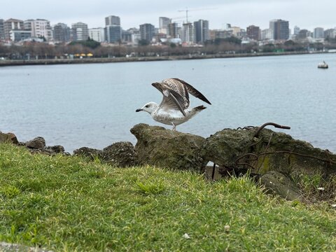 Larus marinus (great black-backed gull) standing on coastal rocks by calm water with a distant city skyline, captured mid-wing stretch in natural light, showcasing urban wildlife, shoreline habitat.