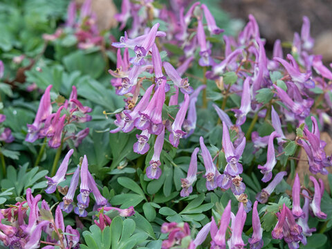 Fumewort, Corydalis solida, flowers in a garden