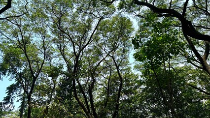 Fototapeta premium leaves of shady trees from a person's pov