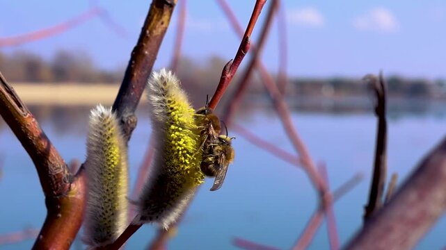 Bees collect nectar from willows in spring