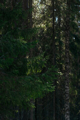 Obraz premium A spring forest. Warm sunlight, deep shadows, and bright patches of sun.