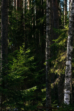 A spring forest. Warm sunlight, deep shadows, and bright patches of sun.