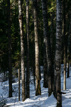 A spring forest. Warm sunlight, deep shadows, and bright patches of sun.