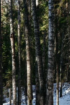 A spring forest. Warm sunlight, deep shadows, and bright patches of sun.