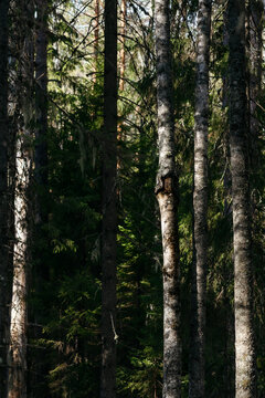 A spring forest. Warm sunlight, deep shadows, and bright patches of sun.