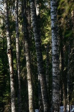 A spring forest. Warm sunlight, deep shadows, and bright patches of sun.