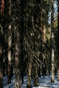 A spring forest. Warm sunlight, deep shadows, and bright patches of sun.