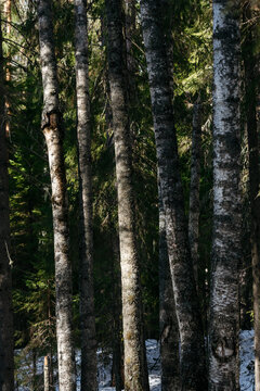 A spring forest. Warm sunlight, deep shadows, and bright patches of sun.