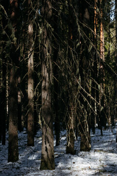 A spring forest. Warm sunlight, deep shadows, and bright patches of sun.