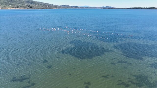 High angle aerial view of a large group of pink flamingos resting and swimming in the calm clear waters of Korission Lagoon wetland in Corfu Greece nature reserve