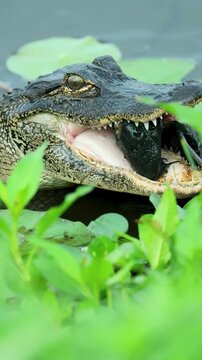 American Alligator Close-Up Eating Fish with Gorgeous Golden Eye Detail