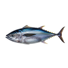 Obraz premium Fresh Tuna Fish Isolated on White Background with Geometric Elements