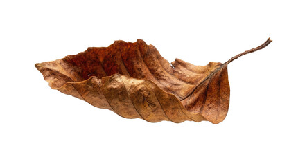 Fototapeta premium Single Textured Brown Dry Leaf Isolated on White