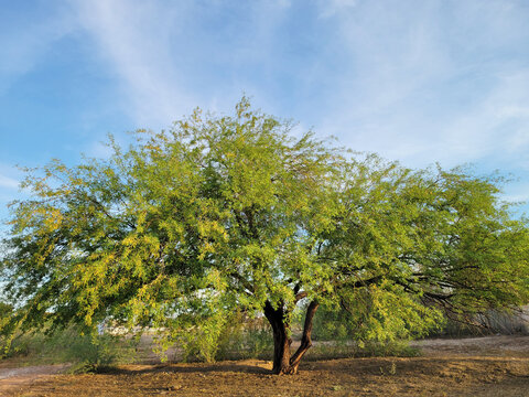 Desert Velvet Mesquite Tree, Prosopis velutina, with golden-yellowish canopy under a blue sky in Arizona spring time