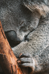 Obraz premium koala, australia