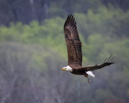 Eagle heading back to its nest with its recently caught fish