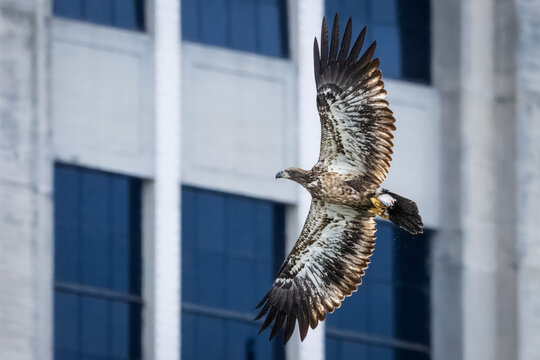 Full view of the colorful underneath of a Juvenile Bald Eagle heading back to shore having caught a fish in the river
