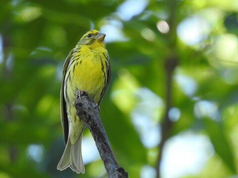 European serin with bright yellow plumage perched on a branch with blurred green foliage in the background. 