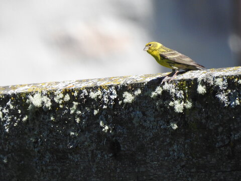European serin perched on a stone wall, the bird stands out against a soft blurred background. 