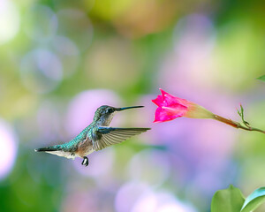 Naklejka premium Image of hovering Hummingbird and pink flower 
