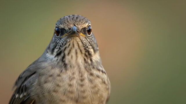Close-up video of a Rufous Hornero bird preening its feathers and making sounds in nature