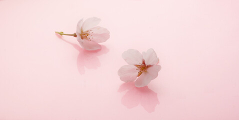 Fototapeta premium 桜 イメージ