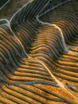 Abstract aerial composition of vineyard rows and dirt paths forming flowing lines across the Douro Valley, Portugal.