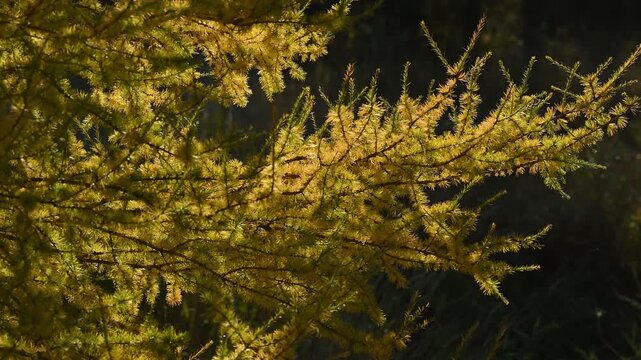 View of Autumn Golden Tamarack Branches Moving in a Light Wind in a Peaceful Northern Forest Landscape.