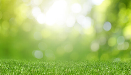 Obraz premium Meadow with sunlit lush green grass on spring day