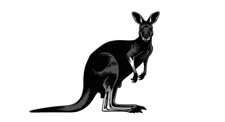 Black and white kangaroo standing still. © icik icik bum