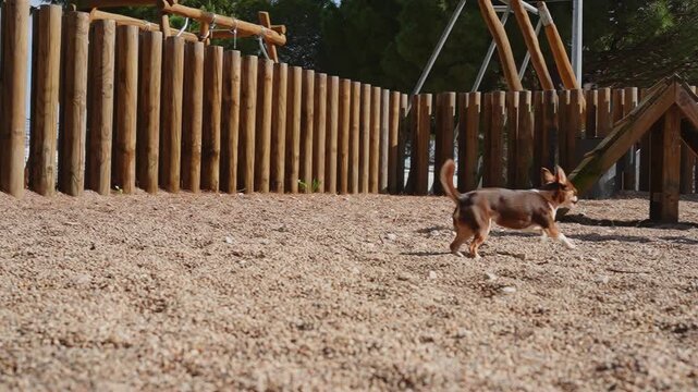 A small brown and white chihuahua dog happily runs across a gravel dog park on a sunny day. A young girl in a pink shirt joins in, playing with her pet near wooden agility equipment