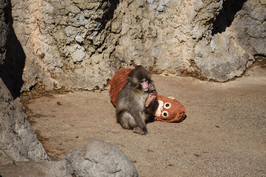 オランウータンぬいぐるみとパンチ、市川動植物園のニホンザル