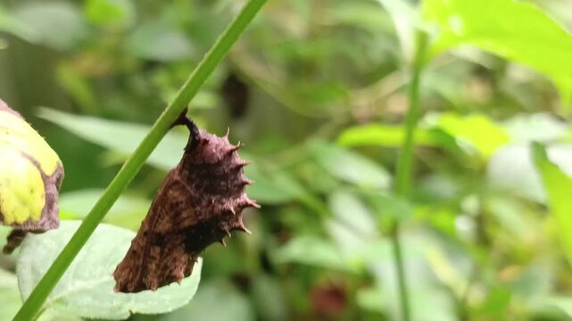 close up of cocoon