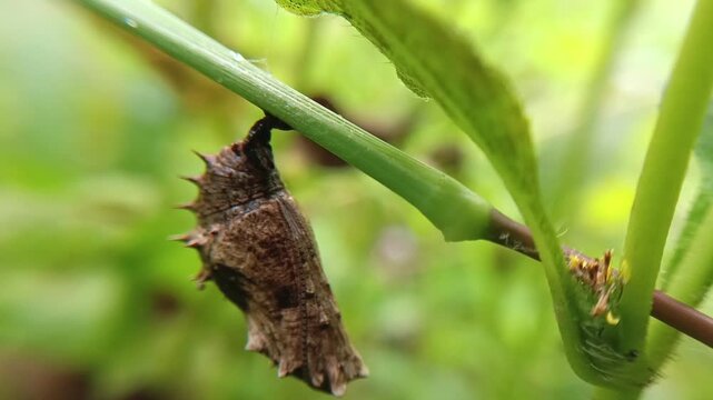 close up of a cocoon
