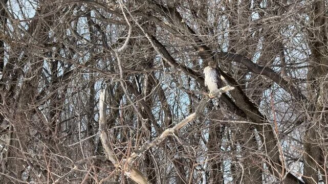 &Eacute;pervier brun (Accipiter striatus) immature sur une branche d'arbre, Quebec, Canada.