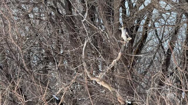 &Eacute;pervier brun (Accipiter striatus) immature sur une branche d'arbre, Quebec, Canada.