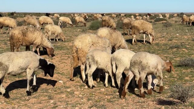 A Herd of Tunisia Sheep in the Sahara Desert