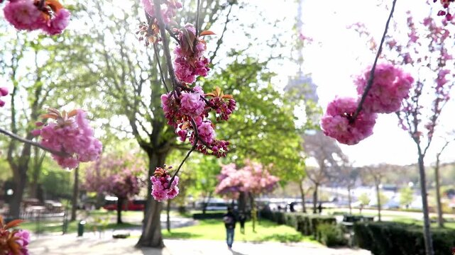 Blooming pink cherry blossoms frame the Eiffel Tower as people walk through a spring park in Paris, France.