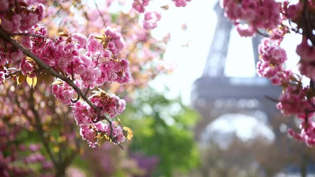 Spring view of blooming pink cherry blossoms in Paris, France. Romantic seasonal travel footage with delicate flowers, pastel colors, and iconic Parisian atmosphere