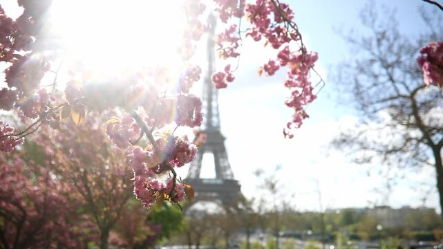 Spring view of blooming pink cherry blossoms in Paris, France. Romantic seasonal travel footage with delicate flowers, pastel colors, and iconic Parisian atmosphere