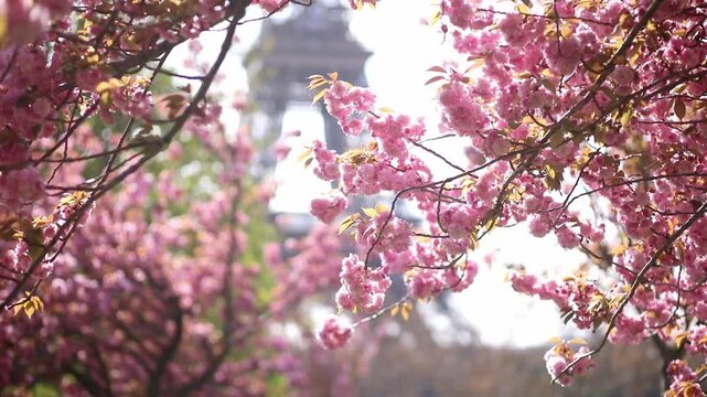 Spring view of blooming pink cherry blossoms in Paris, France. Romantic seasonal travel footage with delicate flowers, pastel colors, and iconic Parisian atmosphere