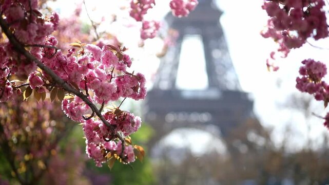 Spring view of blooming pink cherry blossoms in Paris, France. Romantic seasonal travel footage with delicate flowers, pastel colors, and iconic Parisian atmosphere