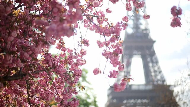 Spring view of blooming pink cherry blossoms in Paris, France. Romantic seasonal travel footage with delicate flowers, pastel colors, and iconic Parisian atmosphere