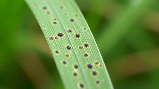 Extreme close up macro view of a green grass blade showing distinct black circular spots indicative of a fungal disease or pest infestation. Soft green bokeh background.
