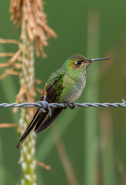 Red-tailed Comet hummingbird  female
