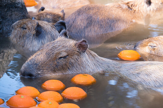 カピバラ Images – Browse 3,003 Stock Photos, Vectors, and Video