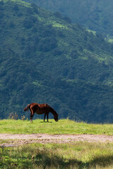Fototapeta premium horse in the mountains